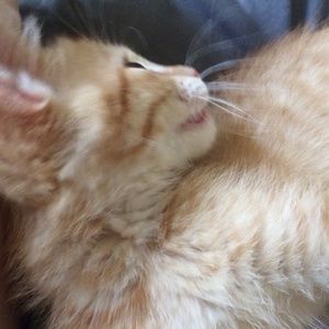 Meet your Posher, Ashlee